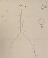 CLOUDED HOPES: An Alien Adventure